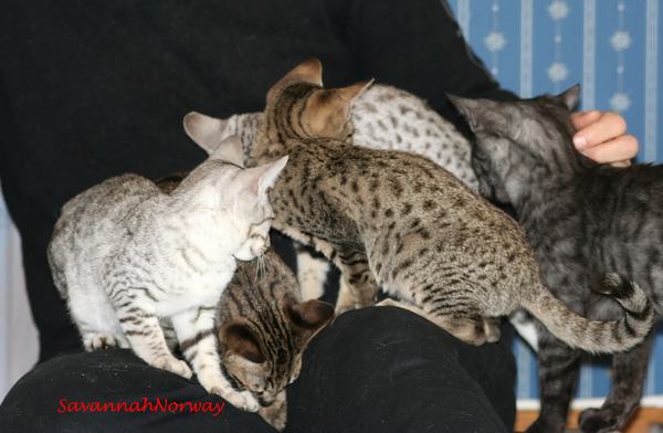 SavannahNorway kittens lap cats anyone.